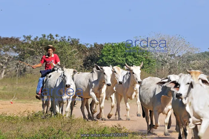: Llanero on horseback leading a herd of cows brahmans : Llanero on horseback leading a herd of cows brahmans