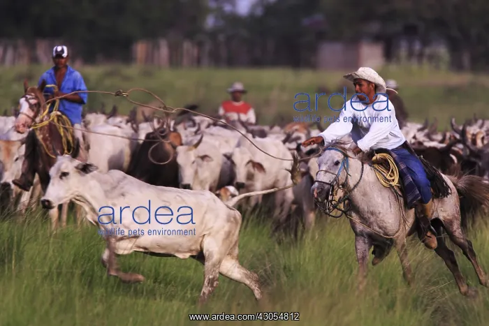 : Llaneros horseback leading a herd of cows Venezuela : Llaneros horseback leading a herd of cows Venezuela