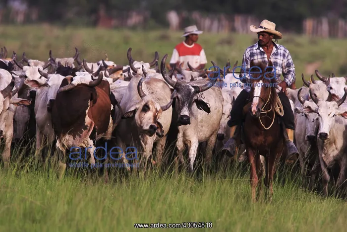: Llaneros horseback leading a herd of cows Venezuela : Llaneros horseback leading a herd of cows Venezuela