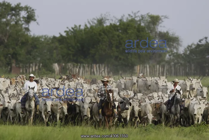 : Llaneros horseback leading a herd of cows Venezuela : Llaneros horseback leading a herd of cows Venezuela