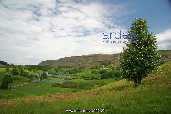 : llangollen, Wales. These spectacular ruins : llangollen, Wales. These spectacular ruins