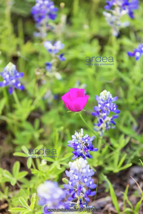 : Llano, Texas, USA. Bluebonnet and Winecup wildflowers : Llano, Texas, USA. Bluebonnet and Winecup wildflowers