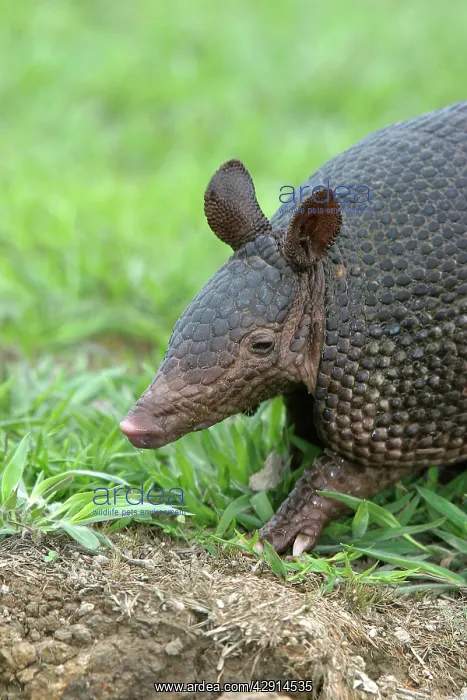 : Llanos Long-nosed Armadillo : Llanos Long-nosed Armadillo
