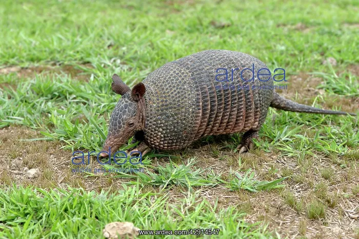 : Llanos Long-nosed Armadillo : Llanos Long-nosed Armadillo