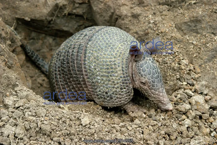 : Llanos Long-nosed Armadillo : Llanos Long-nosed Armadillo