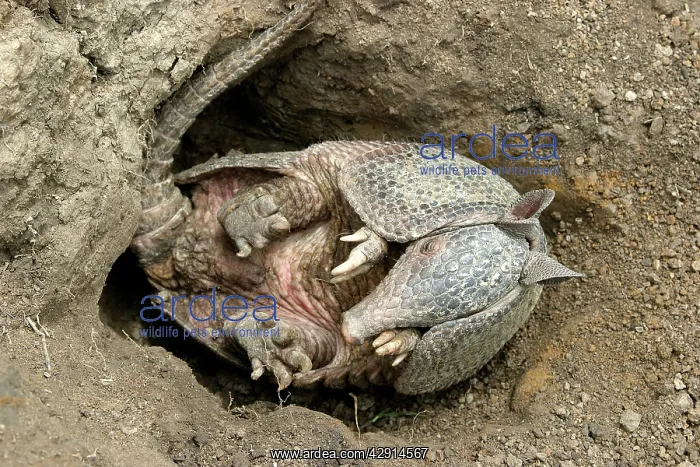 : Llanos Long-nosed Armadillo - on back : Llanos Long-nosed Armadillo - on back