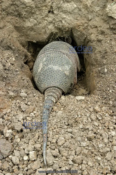 : Llanos Long-nosed Armadillo - entering burrow : Llanos Long-nosed Armadillo - entering burrow