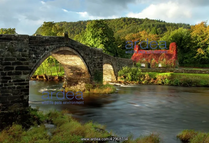 : Llanrwst Bridge crossing over the River Conwy - September : Llanrwst Bridge crossing over the River Conwy - September