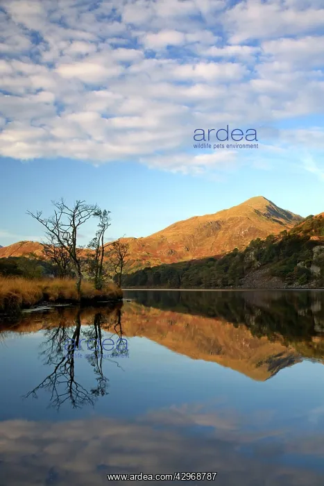 : Llyn Gwynant - reflections on a beautiful autumn : Llyn Gwynant - reflections on a beautiful autumn