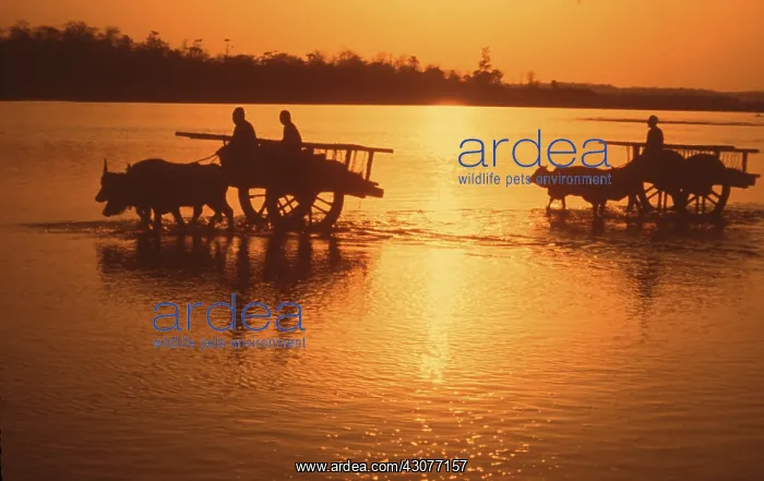 : Loaded bullock carts crossing Rapti river at sunset Nepal : Loaded bullock carts crossing Rapti river at sunset Nepal