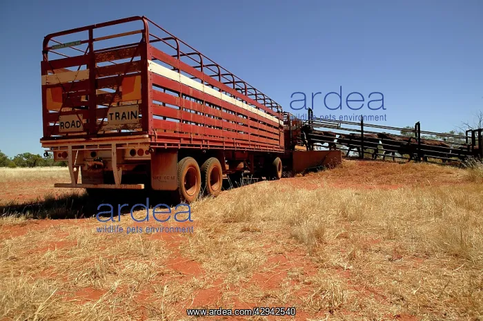 : Loading cattle for trip to the sale yard.Bushy : Loading cattle for trip to the sale yard.Bushy