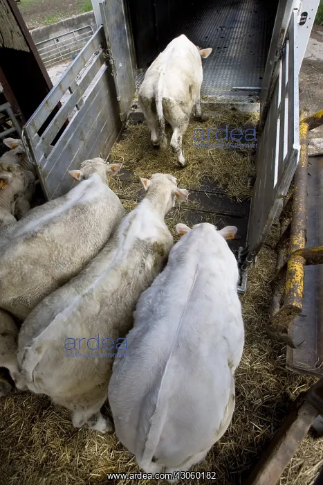 : Loading of charolais weanlings in a livestock van : Loading of charolais weanlings in a livestock van