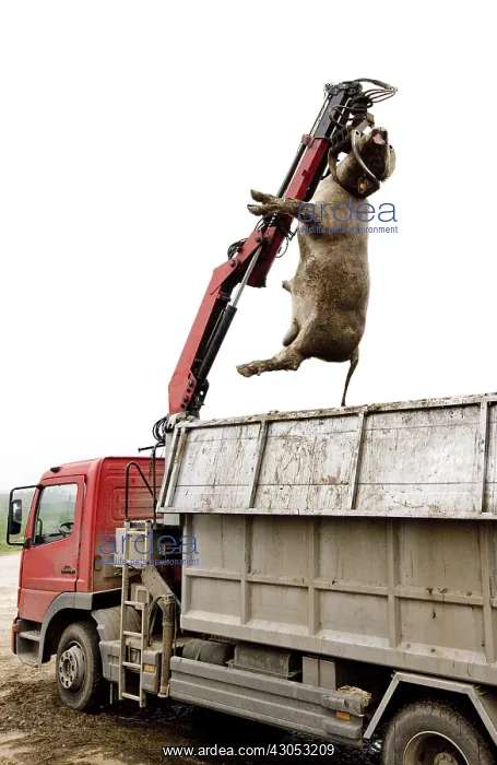 : Loading a cow died in the truck rendering : Loading a cow died in the truck rendering