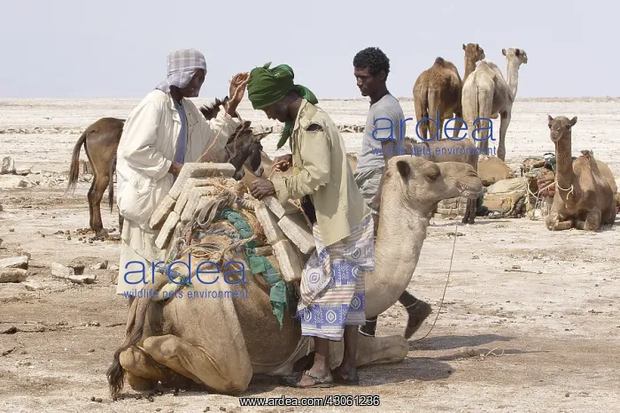: Loading Salt bricks Lake Karoum Danakil Depression : Loading Salt bricks Lake Karoum Danakil Depression