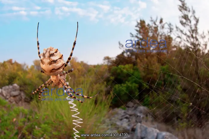 : Lobed Argiope / Wasp Sider on its giant web with prey : Lobed Argiope / Wasp Sider on its giant web with prey