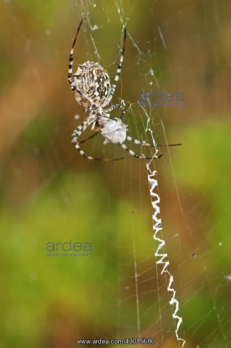 : Lobed Argiope / Wasp Sider on web with prey : Lobed Argiope / Wasp Sider on web with prey