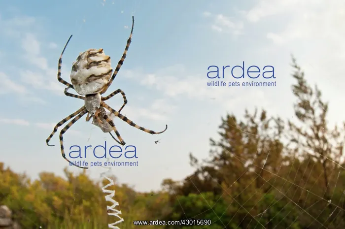 : Lobed Argiope / Wasp Sider on web with prey : Lobed Argiope / Wasp Sider on web with prey