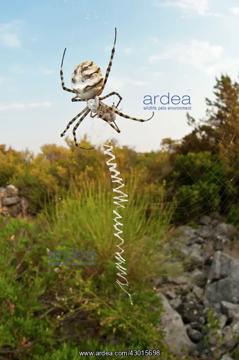 : Lobed Argiope / Wasp Sider on web with prey : Lobed Argiope / Wasp Sider on web with prey