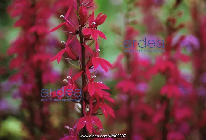 : Lobelia, Lobelia Hadsens Purple : Lobelia, Lobelia Hadsens Purple