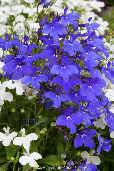 : Lobelia erinus Sapphire and White Lady growing together : Lobelia erinus Sapphire and White Lady growing together