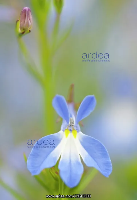 : Lobelia, Lobelia Dark Crusader : Lobelia, Lobelia Dark Crusader