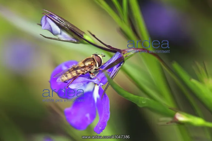 : Lobelia, Lobelia erinus Sapphire : Lobelia, Lobelia erinus Sapphire