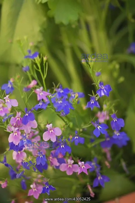 : Lobelia, Lobelia erinus : Lobelia, Lobelia erinus