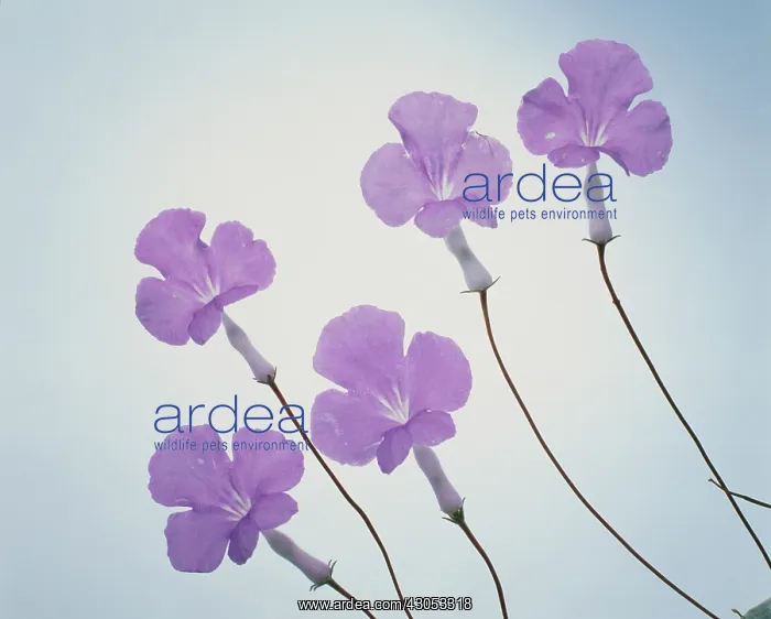  : Lobelia. Lobelia