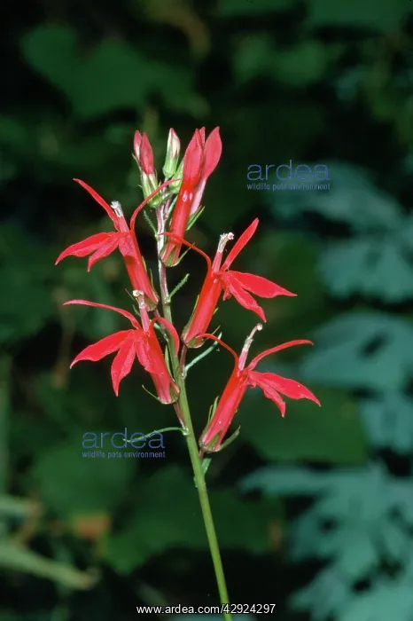 : LOBELIA CARDINALIS - USA : LOBELIA CARDINALIS - USA