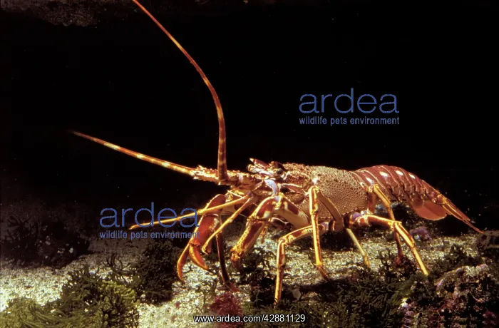 : Lobster : Lobster