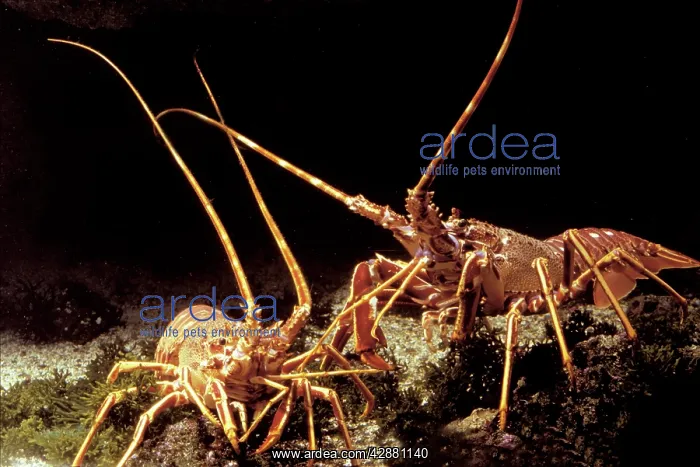 : Lobster : Lobster