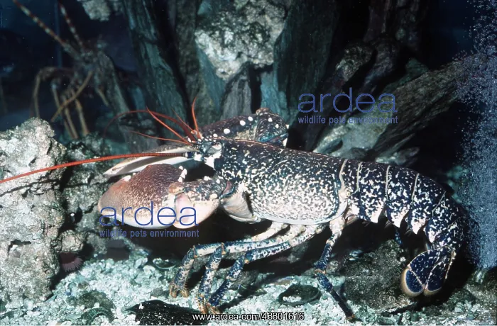 : LOBSTER : LOBSTER