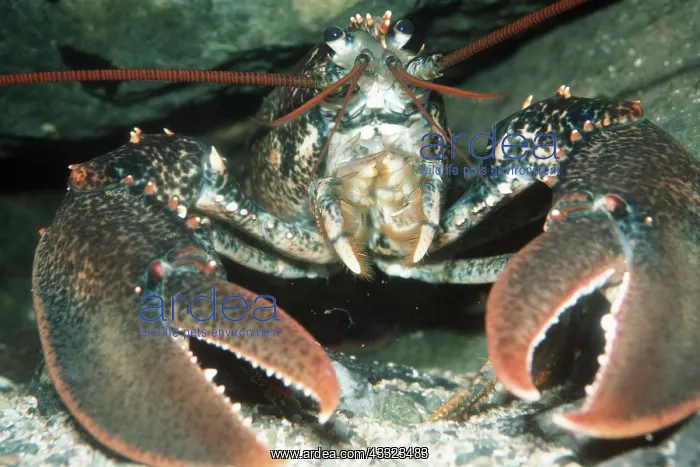 : LOBSTER : LOBSTER