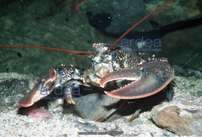 : LOBSTER : LOBSTER