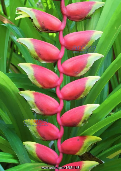 : Lobster Claw - Inflorescence : Lobster Claw - Inflorescence