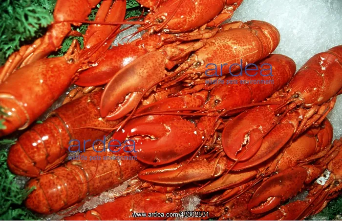  : LOBSTER - cooked and displayed on ice