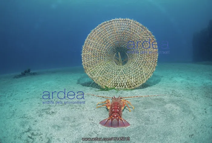 : A lobster heads for a trap : A lobster heads for a trap
