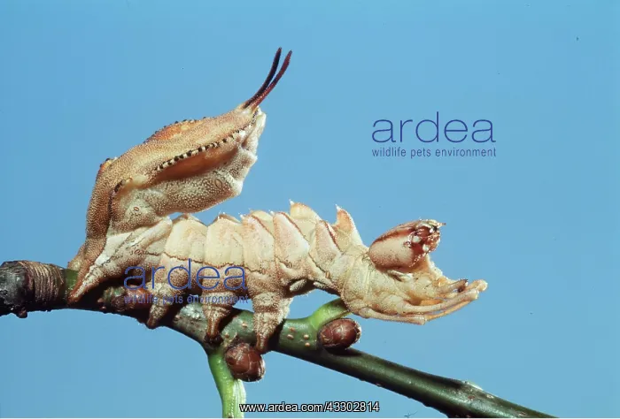  : Lobster Moth Caterpillar