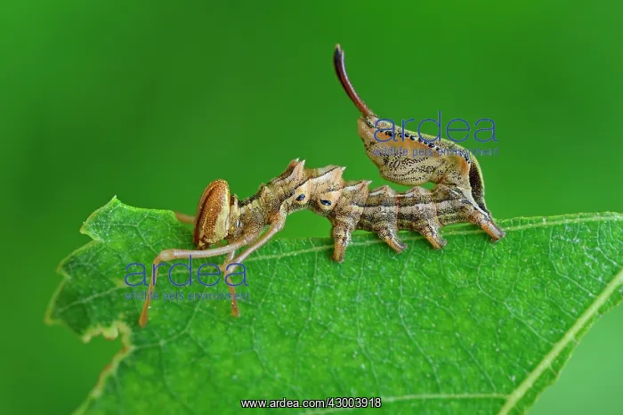 : Lobster Moth caterpillar eating mimicry : Lobster Moth caterpillar eating mimicry
