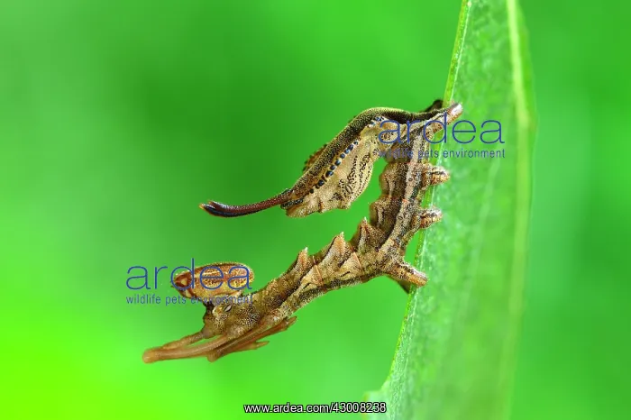 : Lobster Moth caterpillar mimicry : Lobster Moth caterpillar mimicry