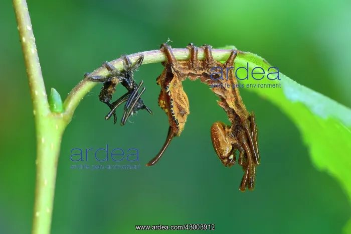 : Lobster Moth caterpillar mimicry after skinning : Lobster Moth caterpillar mimicry after skinning