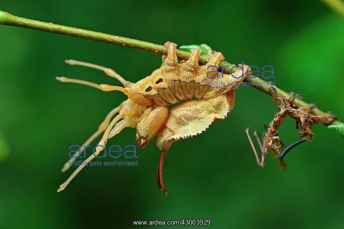 : Lobster Moth caterpillar mimicry after skinning : Lobster Moth caterpillar mimicry after skinning