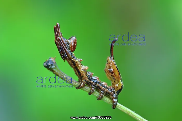 : Lobster Moth young caterpillar mimicry : Lobster Moth young caterpillar mimicry