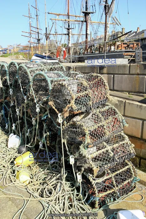 : Lobster Pots and Tall Sailing Ships : Lobster Pots and Tall Sailing Ships