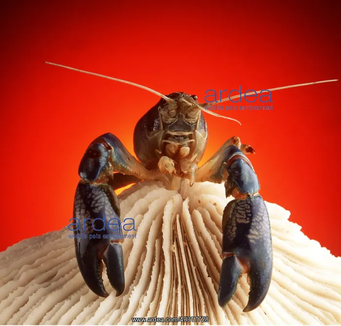 : LOBSTER - ON SHELL : LOBSTER - ON SHELL