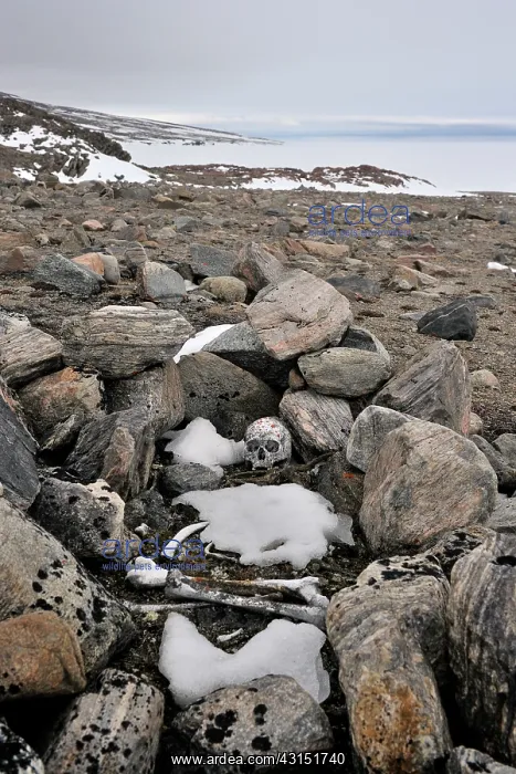 : Local ancient graves on Bylot Island : Local ancient graves on Bylot Island
