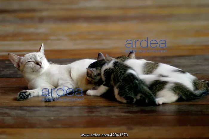 : Local domestic cat feeds kittens on a wooden pavement : Local domestic cat feeds kittens on a wooden pavement