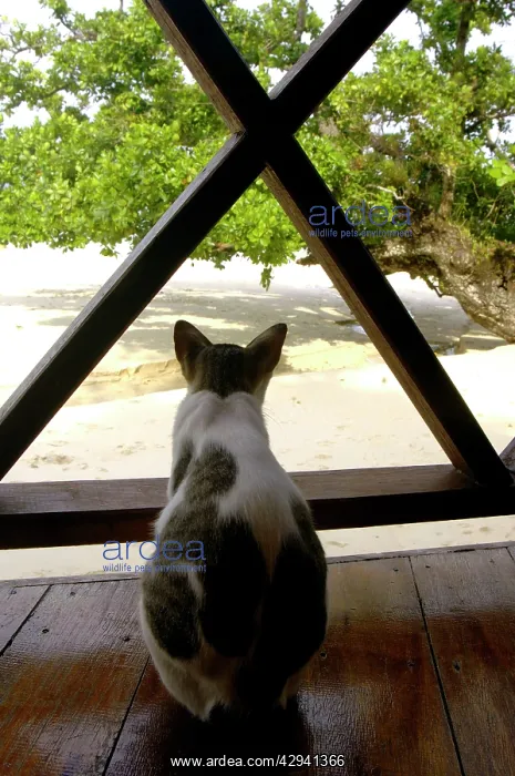: Local domestic cat looks to the sea from a terrace : Local domestic cat looks to the sea from a terrace