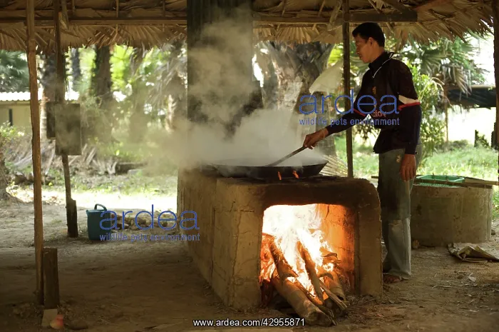 : Local man boiling Palm sugar liguid - evaporated : Local man boiling Palm sugar liguid - evaporated