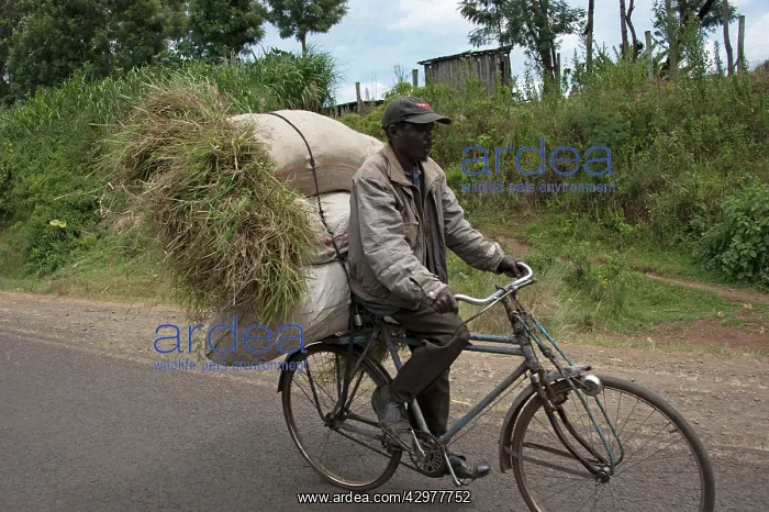 : Local Man - cycling between Ol Pejeta Conservancy : Local Man - cycling between Ol Pejeta Conservancy